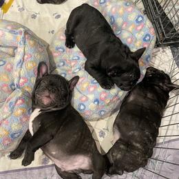 French Bulldog Puppies from Ruchi French Bulldogs