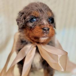 Waffles - Blue merle male Bernedoodle puppy in Travelers Rest, South Carolina from Bernedoodle.do