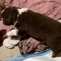 Hickley - Red tri-color male Australian Shepherd puppy in Brownfield, Maine from Misty Feather Aussies