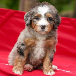 Shasta - Merle female Bernedoodle puppy in Dundee, Ohio from Down Home Doodle