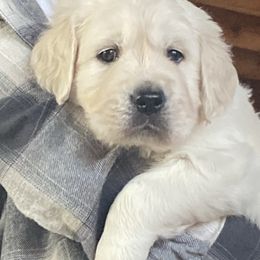 Black collar - Light golden male Golden Retriever puppy in Hastings, Michigan from Teresa Stevens