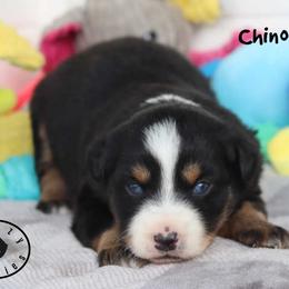Chinook - Black tri male Miniature Australian Shepherd puppy in Garden Plain, Kansas from Krazy K Aussies