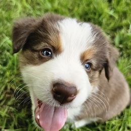 Blue Spruce - Tri-color male Border Collie puppy in Cedar Springs, Michigan from Lyncroft Border Collies