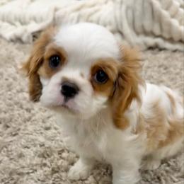 MILO - Blenheim male Cavalier King Charles Spaniel puppy in Draper, Utah from Cavachon Love Chocolate Cavaliers, Cavaliers, Cavachon’s, Cavapoos