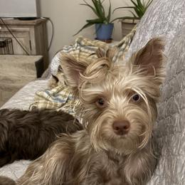 Mochie - Yorkshire Terrier