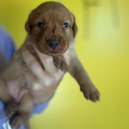 Female 2 - Yellow female Labrador Retriever puppy in Wardensville, West Virginia from Sager’s Labrador Puppies