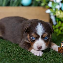 Wren - Red tri female Toy Australian Shepherd puppy in Granbury, Texas from Best Little Aussies
