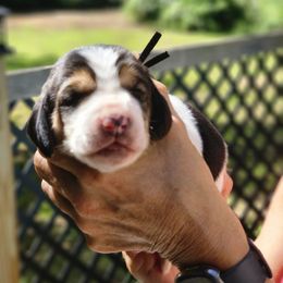 Boy 4 - Black white and brown male Basset Hound puppy in Denison, Texas from Emma Lou's Baby Bassets