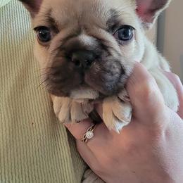 French Bulldogs from Peace Love frenchies