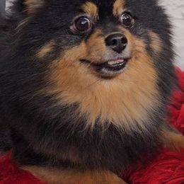 Haiti - Pomeranian