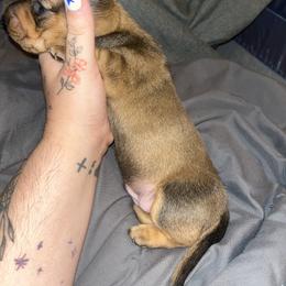 Dachshund Puppies from Doxie Dreams