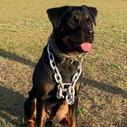 Belgian Malinois and Rottweilers from Pawgressive Canine Institution