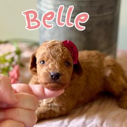 Belle - Red  female Poodle puppy in Munster, Indiana from Miranda’s Sunshine Poodles and Doodles