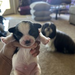 Shih Tzu Puppies from Sherrie’s Pups