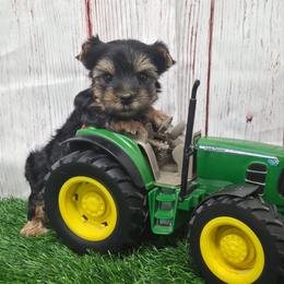 Crew - Blue and gold male Yorkshire Terrier puppy in Monticello, Iowa from Ashley’s Puppies