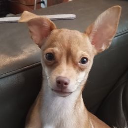 Chihuahua All Grown Up from Chihuahua Love
