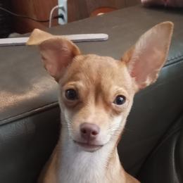 Chihuahua All Grown Up from Chihuahua Love
