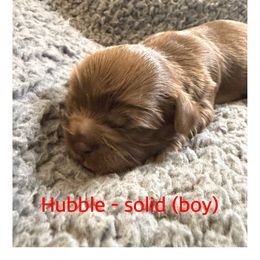 Hubble - Liver male Shih Tzu puppy in Ada, Oklahoma from Rollins Farms Shih Tzus