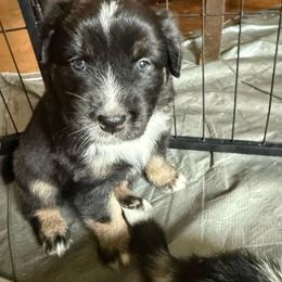 Ventress - Black tri female Miniature Australian Shepherd puppy in Ocala, Florida from Silver River Mini Aussies