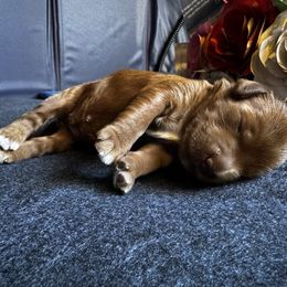 Boy 1 - Red  male Goldendoodle puppy in Henrico, Virginia from Paws 4 Doodles, LLC