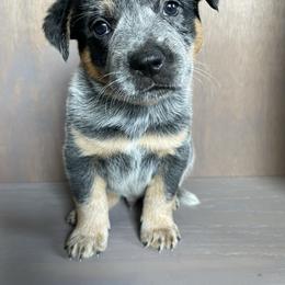 Blue - Blue mottled male Australian Cattle Dog puppy in Redding, California from Cascade Cattle Dogs