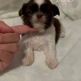 Dixie - Chocolate female Shih Tzu puppy in California from Fairy Tails Shih Tzus CA