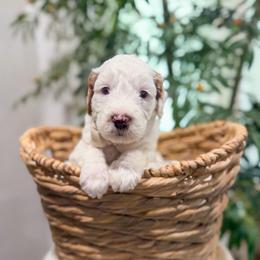 Grape Escape - Parti male Goldendoodle puppy in Sulphur, Louisiana from Curly Q’s Of Carlyss
