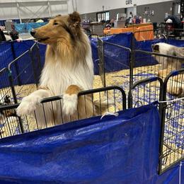 Collie, English Setter, and Shetland Sheepdog All Grown Up from Cove Run Kennels