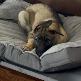 Wryker - Sable male German Shepherd puppy in Cedar Hill, Tennessee from Von Bairdhaus