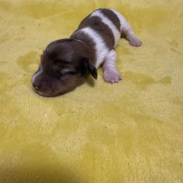 Alex - Dapple male Dachshund puppy in Avinger, Texas from Lone Star Longhair Dachshunds