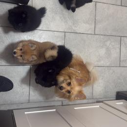 Pomeranian Puppies from Nicholas Teutsch