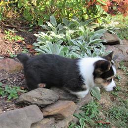 Pembroke Welsh Corgi Puppies from Cross Country Corgis