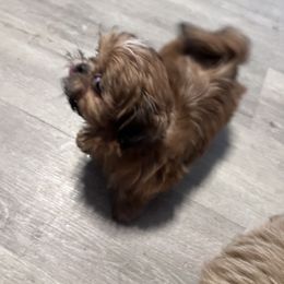 Shih Tzu Puppies from DavOrr’s LoweryBell Shih Tzus