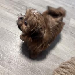 Shih Tzu Puppies from DavOrr’s LoweryBell Shih Tzus