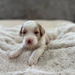 Red Boy - Merle male Bernedoodle puppy in Lacey’s Spring, Alabama from Daisy's Doodles