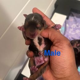 Neptune - Merle male Yorkipoo puppy in Shelby, North Carolina from Precious pups dynasty kennel