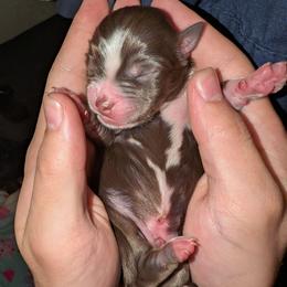 Chino - Red tri male Toy Australian Shepherd puppy in Shepherd, Texas from GAMALA Farm & Kennels