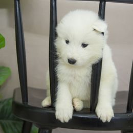 Samoyed Puppies from Desert Snow Samoyeds