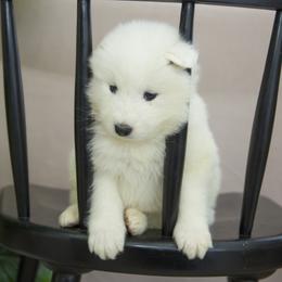 Samoyed Puppies from Desert Snow Samoyeds