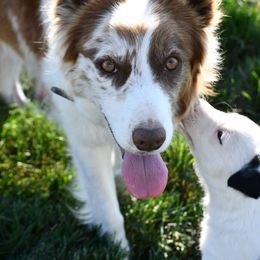 Border Collie Puppies from D8 Ranch Border Collies