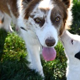 Border Collie Puppies from D8 Ranch Border Collies