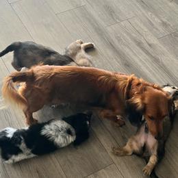 Dachshunds from Jennifer Villazana