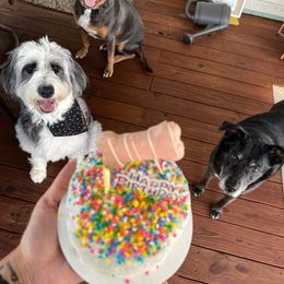 Sheepadoodle Puppies from Oak Valley Kennels