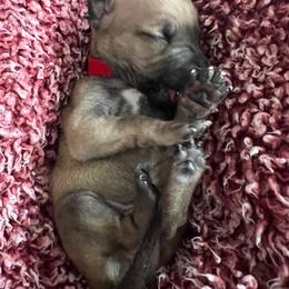 Cedric - Fawn male Italian Greyhound puppy in Fredonia, Arizona from Black Hill Italian Greyhounds