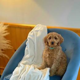 Boy 1 - Goldendoodle puppy in Sugarcreek, Ohio from True Hearted Doodles