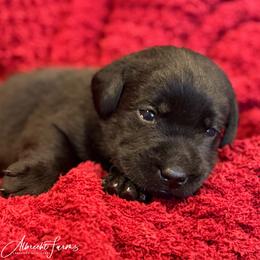 Blue Boy - Black male Labrador Retriever puppy in Colorado from Albrecht Farms Labrador Retrievers