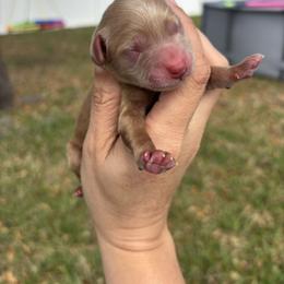 Dark Red Male - Red male Aussiedoodle puppy in Spring Hill, Florida from Pawprint Dreams Boarding and Kennel