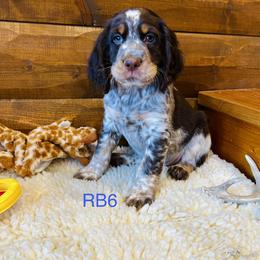 RB6 - Tri-Roan male English Springer Spaniel puppy in Britton, South Dakota from K&S Canines