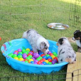 Australian Shepherd Puppies from Larkwood Australian Shepherds