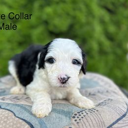 White Collar Male - Black and white male Sheepadoodle puppy in Hilton, New York from Finger Lakes Doodles